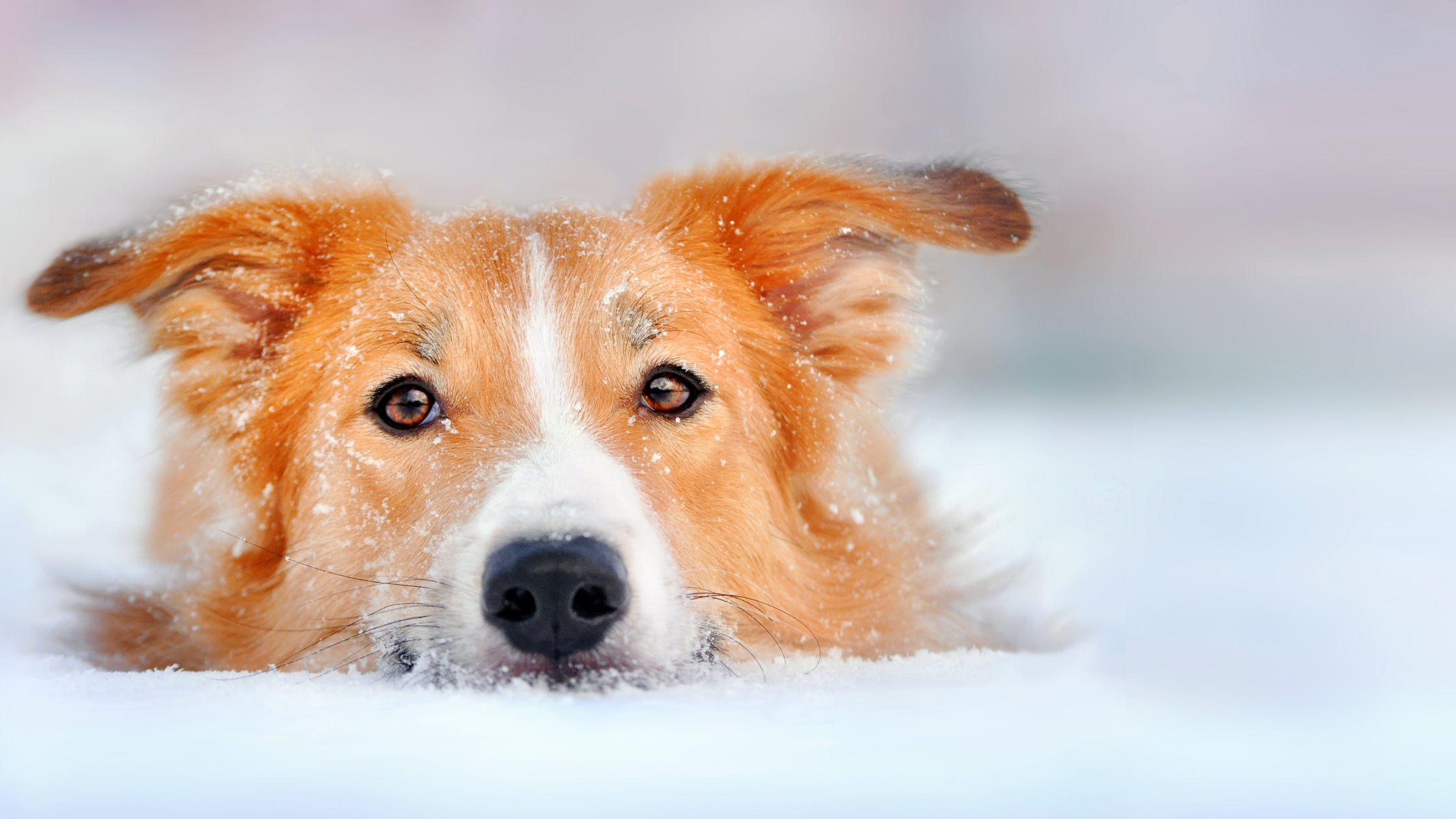 Top 5 Winter Pet Dangers