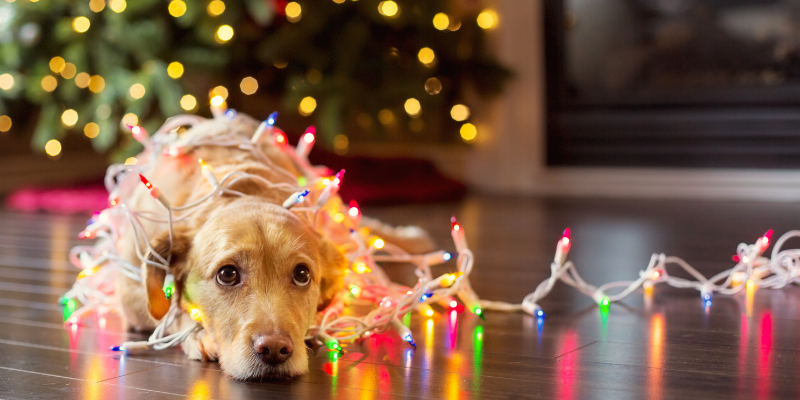 dog, Christmas lights, Christmas tree, holiday pet dangers, holiday pet toxins, Christmas pet dangers, Christmas pet toxins, pet health, pet dangers, pet toxins, Christmas pet safety, holiday pet safety, Animal Emergency & Referral Center of Minnesota, emergency vet, Twin Cities emergency vet, Minnesota emergency vet