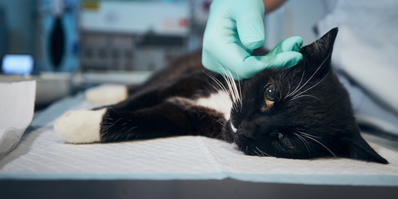 cat, sick cat, cat at vet, antifreeze, ethylene glycol, 2. Propylene Glycol, Methanol, antifreeze poisoning in pets, antfreeze poisoning in dogs, antifreeze poisoning in cats, antifreeze toxicity, Ethylene Glycol poisoning, Ethylene Glycol toxicity, pet emergency, pet toxins, Animal Emergency & Referral Center of Minnesota, Twin Cities emergency animal hospital, Saint Paul emergency vet, Oakdale emergency vet, pet health