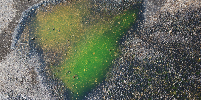 spilled antifreeze, driveway spill, garage spill, antifreeze, ethylene glycol, 2. Propylene Glycol, Methanol, antifreeze poisoning in pets, antfreeze poisoning in dogs, antifreeze poisoning in cats, antifreeze toxicity, Ethylene Glycol poisoning, Ethylene Glycol toxicity, pet emergency, pet toxins, Animal Emergency & Referral Center of Minnesota, Twin Cities emergency animal hospital, Saint Paul emergency vet, Oakdale emergency vet, pet health