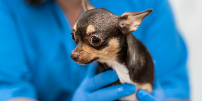 dog, vet, exam, holiday pet dangers, holiday pet toxins, Christmas pet dangers, Christmas pet toxins, pet health, pet dangers, pet toxins, Christmas pet safety, holiday pet safety, Animal Emergency & Referral Center of Minnesota, emergency vet, Twin Cities emergency vet, Minnesota emergency vet