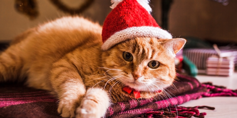 cat, santa hat, lying down, holiday pet dangers, holiday pet toxins, Christmas pet dangers, Christmas pet toxins, pet health, pet dangers, pet toxins, Christmas pet safety, holiday pet safety, Animal Emergency & Referral Center of Minnesota, emergency vet, Twin Cities emergency vet, Minnesota emergency vet