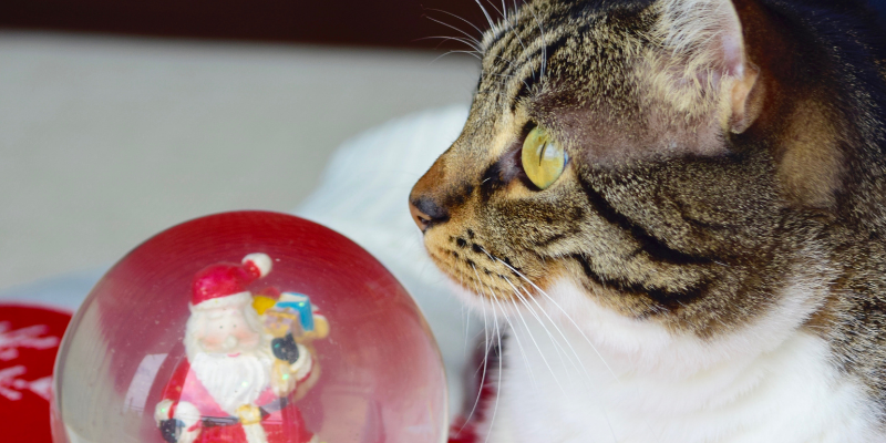 cat, snow globe, holiday pet dangers, holiday pet toxins, Christmas pet dangers, Christmas pet toxins, pet health, pet dangers, pet toxins, Christmas pet safety, holiday pet safety, Animal Emergency & Referral Center of Minnesota, emergency vet, Twin Cities emergency vet, Minnesota emergency vet