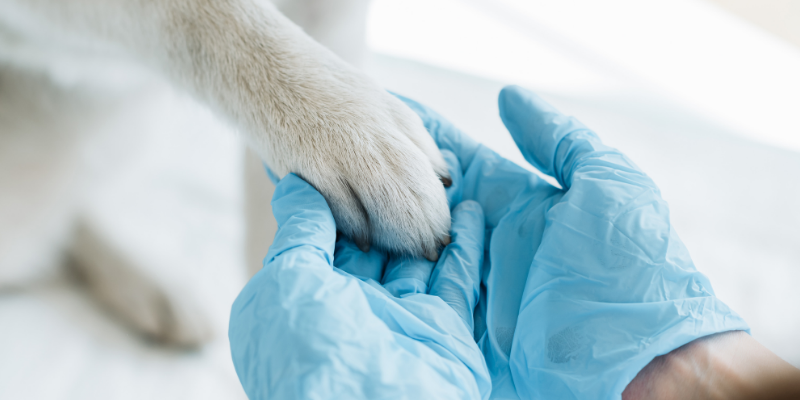 veterinary blog, pet health blog, pet owners blog, Animal Emergency & Referral Center of minnesota, emergency vet