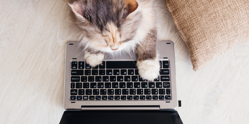 cat, blog, computer, pet health blog, pet blog, pet lovers blog, Animal Emergency & Referral Center of Minnesota