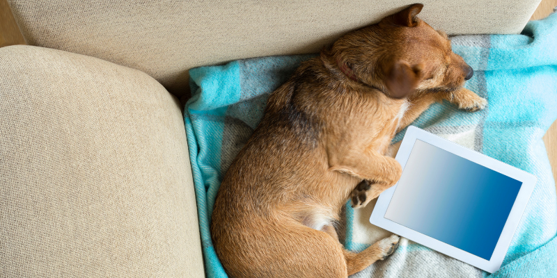 dog, blog, computer, pet health blog, pet blog, pet lovers blog, Animal Emergency & Referral Center of Minnesota