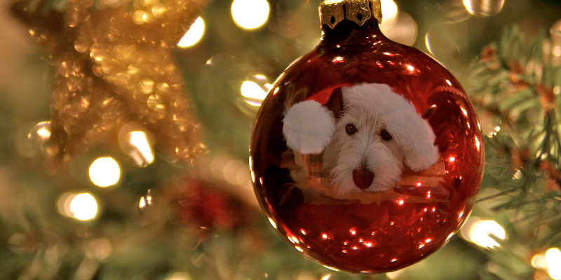 pet ornament, custom pet ornament, pet loss, pet grief, holiday grief, holidays, pet parents, Animal Emergency & Referral Center of Minnesota, Human Animal Bond