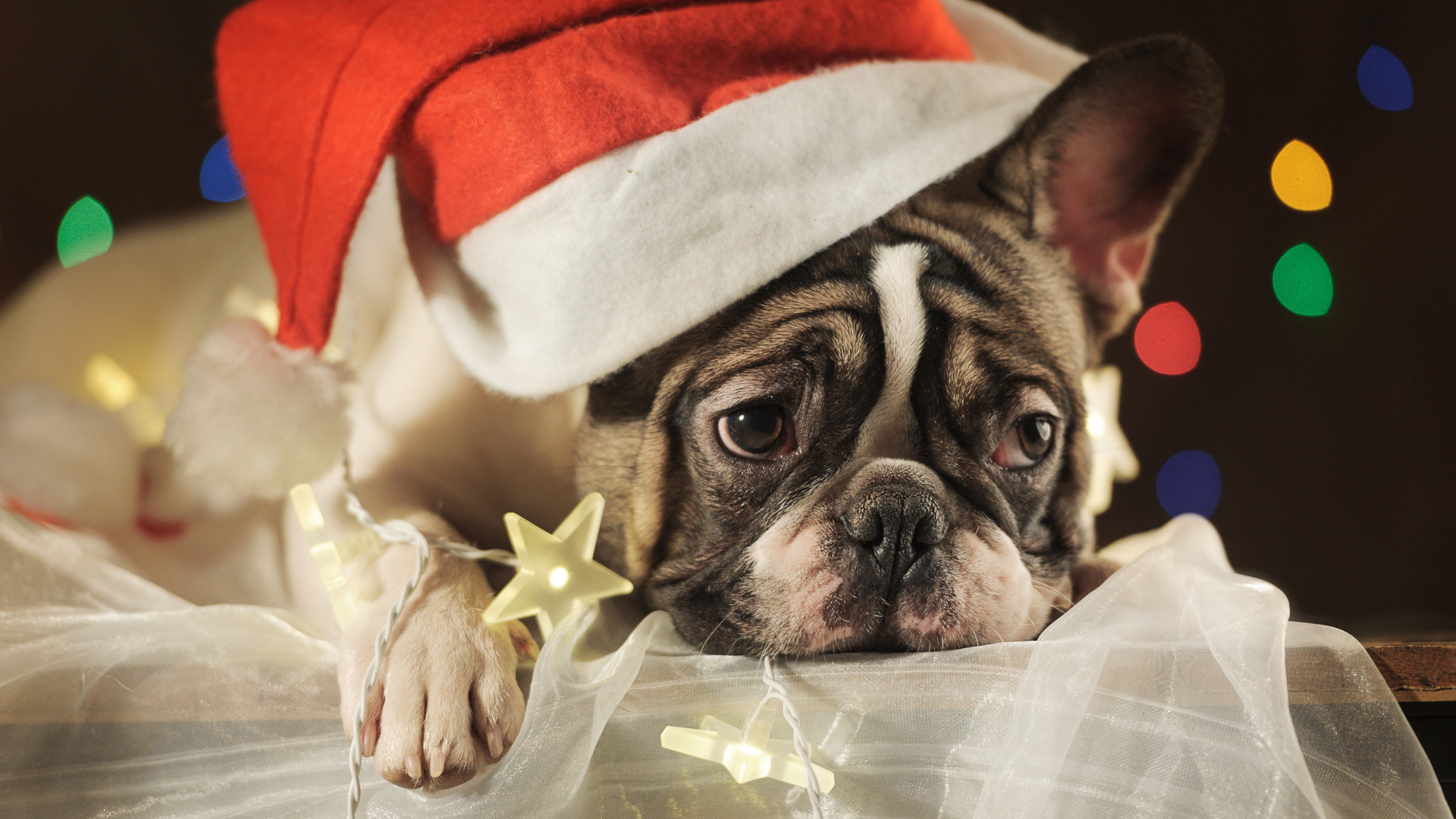 Pet Loss During the Holidays