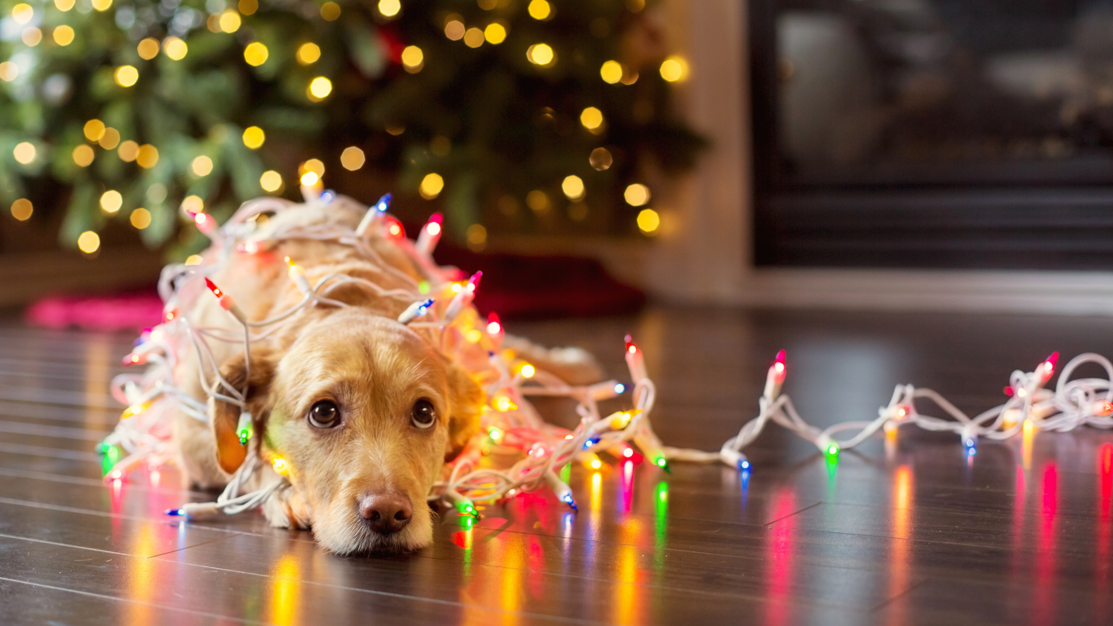 Common Christmas Pet Dangers | An Ultimate Guide for Pet Owners