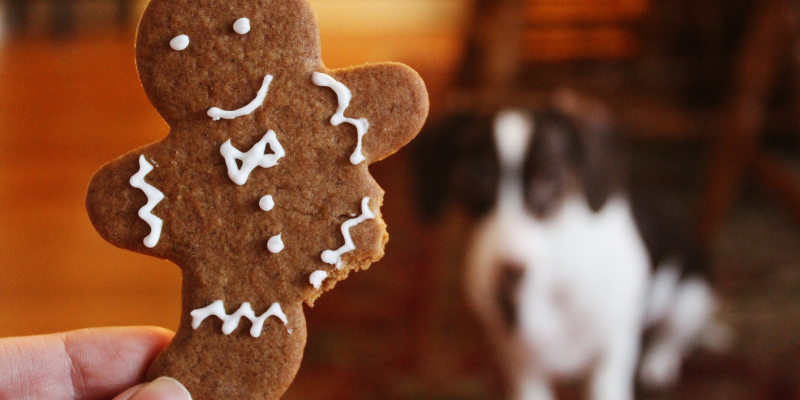 cat, snow globe, holiday pet dangers, holiday pet toxins, Christmas pet dangers, Christmas pet toxins, pet health, pet dangers, pet toxins, Christmas pet safety, holiday pet safety, Animal Emergency & Referral Center of Minnesota, emergency vet, Twin Cities emergency vet, Minnesota emergency vet