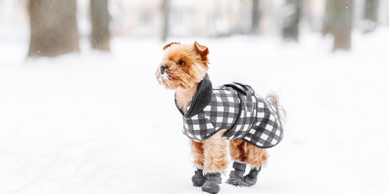 snow, dog jacket, dog boots, dogs, winter weather, winter clothing for dogs, dog clothing, dog winter clothing, dog winter boots, dog winter coats, clothing guide for dogs, Minnesota winter, winter dogs, Animal Emergency & Referral Center of Minnesota, Twin Cities emergency vet, Minnesota emergency vet, frostbite, hypothermia, cold weather safety for dogs, pet safety, pet health