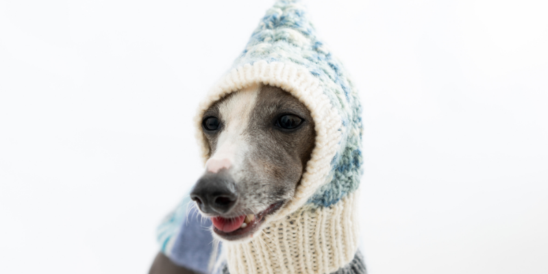Greyhound, hat, scarf, dogs, winter weather, winter clothing for dogs, dog clothing, dog winter clothing, dog winter boots, dog winter coats, clothing guide for dogs, Minnesota winter, winter dogs, Animal Emergency & Referral Center of Minnesota, Twin Cities emergency vet, Minnesota emergency vet, frostbite, hypothermia, cold weather safety for dogs, pet safety, pet health