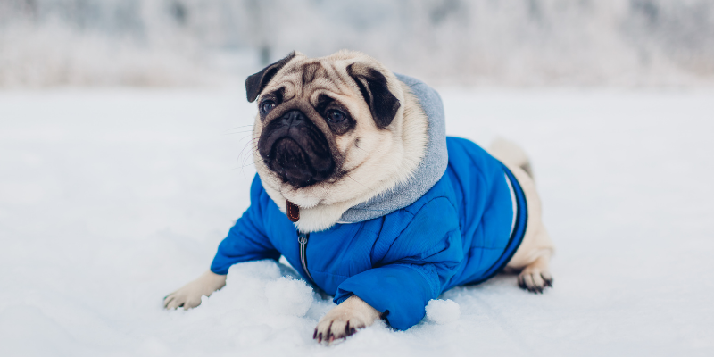 pug, winter jacket, dog jacket, dogs, winter weather, winter clothing for dogs, dog clothing, dog winter clothing, dog winter boots, dog winter coats, clothing guide for dogs, Minnesota winter, winter dogs, Animal Emergency & Referral Center of Minnesota, Twin Cities emergency vet, Minnesota emergency vet, frostbite, hypothermia, cold weather safety for dogs, pet safety, pet health