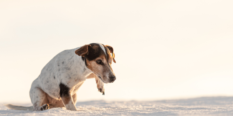 lifting paws, snow, cold dog, shivering dog, dogs, winter weather, winter clothing for dogs, dog clothing, dog winter clothing, dog winter boots, dog winter coats, clothing guide for dogs, Minnesota winter, winter dogs, Animal Emergency & Referral Center of Minnesota, Twin Cities emergency vet, Minnesota emergency vet, frostbite, hypothermia, cold weather safety for dogs, pet safety, pet health