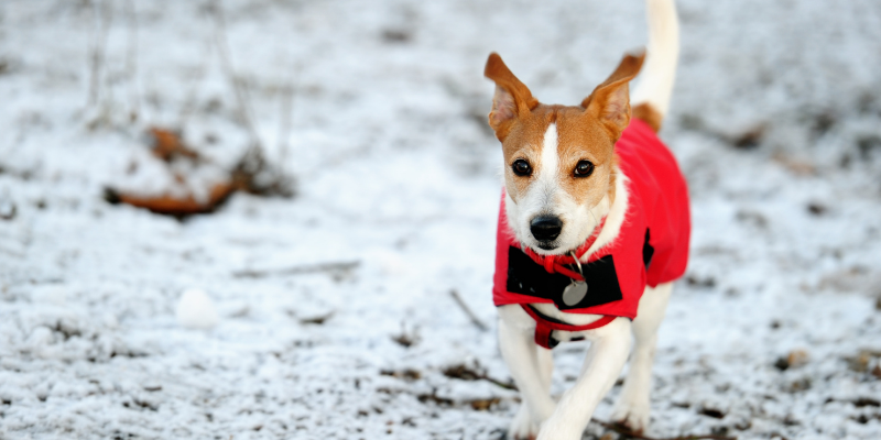 dog, running, snow, winter jacket, dogs, winter weather, winter clothing for dogs, dog clothing, dog winter clothing, dog winter boots, dog winter coats, clothing guide for dogs, Minnesota winter, winter dogs, Animal Emergency & Referral Center of Minnesota, Twin Cities emergency vet, Minnesota emergency vet, frostbite, hypothermia, cold weather safety for dogs, pet safety, pet health
