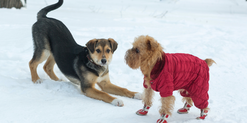 snow, winter, dog, jacket, boots, dogs, winter weather, winter clothing for dogs, dog clothing, dog winter clothing, dog winter boots, dog winter coats, clothing guide for dogs, Minnesota winter, winter dogs, Animal Emergency & Referral Center of Minnesota, Twin Cities emergency vet, Minnesota emergency vet, frostbite, hypothermia, cold weather safety for dogs, pet safety, pet health