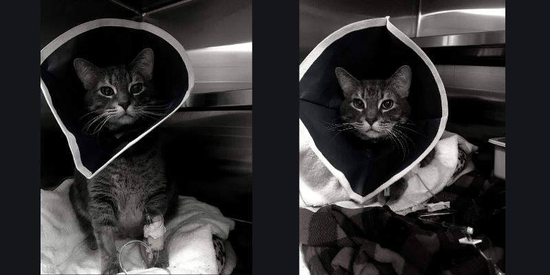 Fur-Tunately, Stories of animal survival, urinary blockage, feline idiopathic cystitis, male cat, film noir, satire, emergency vet, Minnesota emergency vet, cat health, male cat health, cat emergency, Minnesota emergency veterinary clinic, Minnesota animal emergency hospital, Twin Cities animal emergency hospital, Animal Emergency & Referral Center of Minnesota