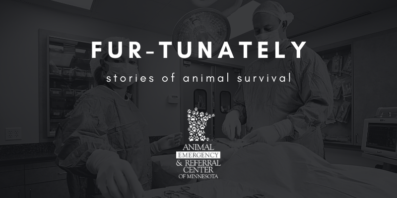 Fur-Tunately, Stories of animal survival, urinary blockage, feline idiopathic cystitis, male cat, film noir, satire, emergency vet, Minnesota emergency vet, cat health, male cat health, cat emergency, Minnesota emergency veterinary clinic, Minnesota animal emergency hospital, Twin Cities animal emergency hospital, Animal Emergency & Referral Center of Minnesota