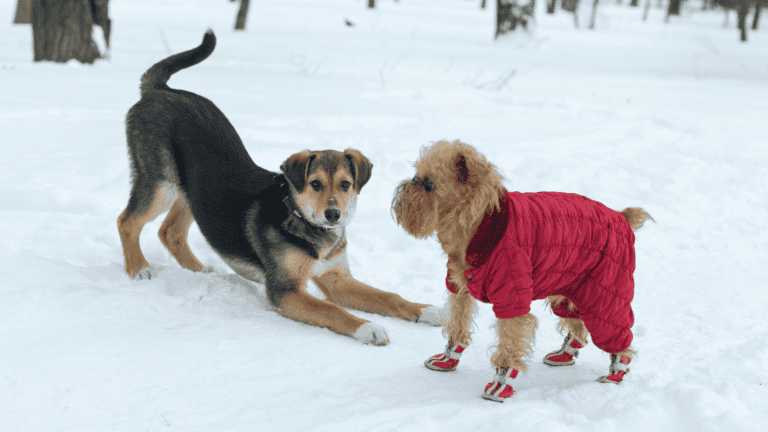 Winter Clothing Guide for Dogs | Winter Weather Safety