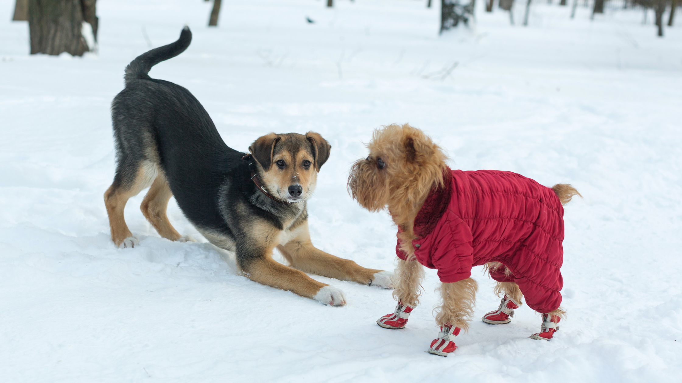 Winter Clothing Guide for Dogs