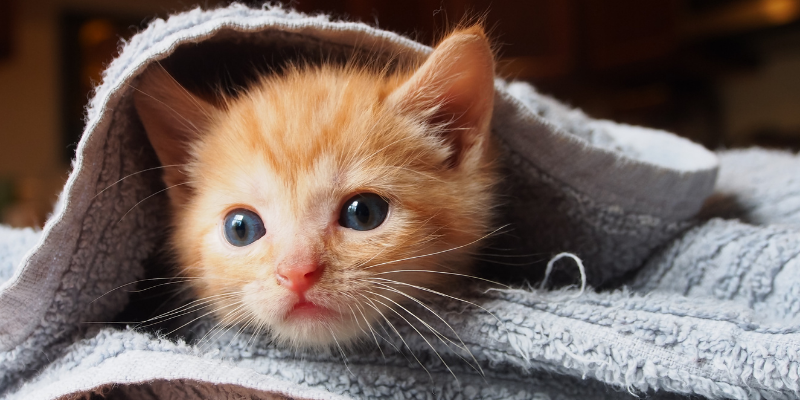 cat, towel, winter, pet health, pet safety, frostbite, hypothermia, hypothermia in pets, hypothermia in cats, hypothermia in dogs, winter pets, winter pet safety, Animal Emergency & Referral Center of Minnesota, er vet, Twin Cities emergency vet, Saint Paul emergency vet, Oakdale emergency vet