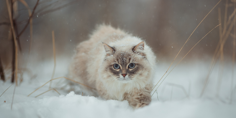cat, snow, walking, winter, pet health, pet safety, frostbite, hypothermia, hypothermia in pets, hypothermia in cats, hypothermia in dogs, winter pets, winter pet safety, Animal Emergency & Referral Center of Minnesota, er vet, Twin Cities emergency vet, Saint Paul emergency vet, Oakdale emergency vet