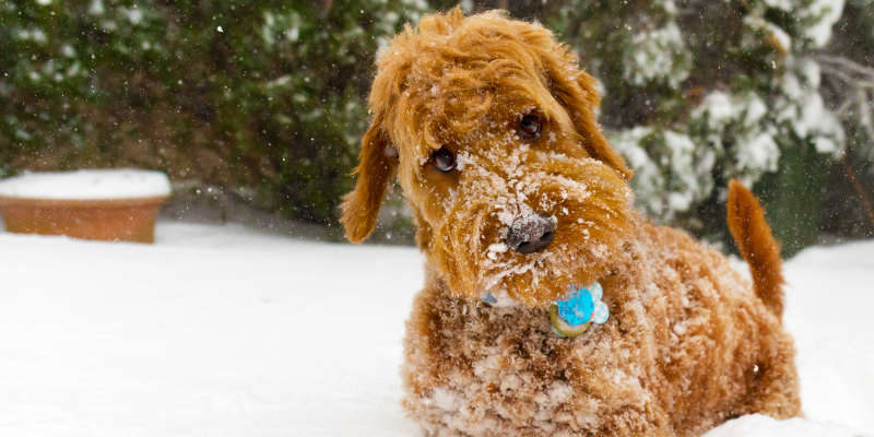 dog, snow, cold, winter, pet health, pet safety, frostbite, hypothermia, hypothermia in pets, hypothermia in cats, hypothermia in dogs, winter pets, winter pet safety, Animal Emergency & Referral Center of Minnesota, er vet, Twin Cities emergency vet, Saint Paul emergency vet, Oakdale emergency vet