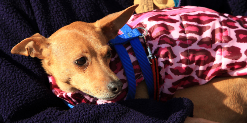 dog, cold, shivering, winter, pet health, pet safety, frostbite, hypothermia, hypothermia in pets, hypothermia in cats, hypothermia in dogs, winter pets, winter pet safety, Animal Emergency & Referral Center of Minnesota, er vet, Twin Cities emergency vet, Saint Paul emergency vet, Oakdale emergency vet