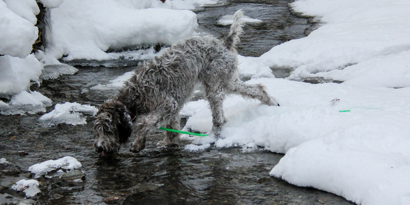 dog, snow, ice, stream, winter, pet health, pet safety, frostbite, hypothermia, hypothermia in pets, hypothermia in cats, hypothermia in dogs, winter pets, winter pet safety, Animal Emergency & Referral Center of Minnesota, er vet, Twin Cities emergency vet, Saint Paul emergency vet, Oakdale emergency vet