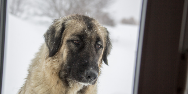 dog, outside, winter, pet health, pet safety, frostbite, hypothermia, hypothermia in pets, hypothermia in cats, hypothermia in dogs, winter pets, winter pet safety, Animal Emergency & Referral Center of Minnesota, er vet, Twin Cities emergency vet, Saint Paul emergency vet, Oakdale emergency vet