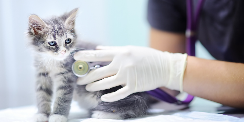 cat, veterinary, vitals check, pet health, pet safety, frostbite, hypothermia, hypothermia in pets, hypothermia in cats, hypothermia in dogs, winter pets, winter pet safety, Animal Emergency & Referral Center of Minnesota, er vet, Twin Cities emergency vet, Saint Paul emergency vet, Oakdale emergency vet