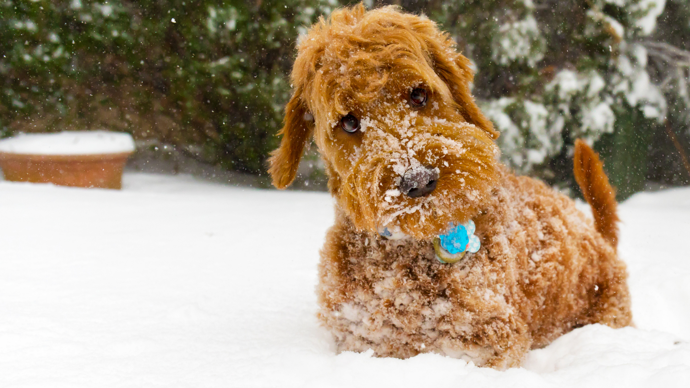 Hypothermia in Dogs and Cats