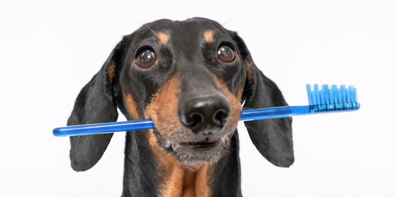 dog, toothbrush, Pet Dental Health Month, veterinary dentistry, at-home dental care, brushing pet's teeth, board-certified veterinary dentist, veterinary dental care, at-home dental care for pets, brushing pets teeth at home, pet owners, pet parents, Animal Emergency & Referral Center of Minnesota, AERC Dentistry & Oral Surgery Service, Twin Cities veterinary dentist, Minnesota veterinary dentist