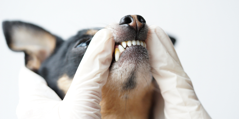 dog, oral exam, teeth, mouth, Pet Dental Health Month, veterinary dentistry, at-home dental care, brushing pet's teeth, board-certified veterinary dentist, veterinary dental care, at-home dental care for pets, brushing pets teeth at home, pet owners, pet parents, Animal Emergency & Referral Center of Minnesota, AERC Dentistry & Oral Surgery Service, Twin Cities veterinary dentist, Minnesota veterinary dentist