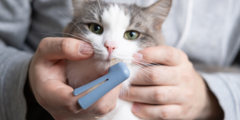 cat, toothbrush, brushing cat's teeth, Pet Dental Health Month, veterinary dentistry, at-home dental care, brushing pet's teeth, board-certified veterinary dentist, veterinary dental care, at-home dental care for pets, brushing pets teeth at home, pet owners, pet parents, Animal Emergency & Referral Center of Minnesota, AERC Dentistry & Oral Surgery Service, Twin Cities veterinary dentist, Minnesota veterinary dentist