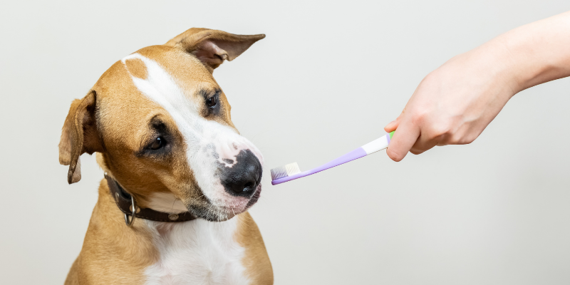 dog, toothbrush, Pet Dental Health Month, veterinary dentistry, at-home dental care, brushing pet's teeth, board-certified veterinary dentist, veterinary dental care, at-home dental care for pets, brushing pets teeth at home, pet owners, pet parents, Animal Emergency & Referral Center of Minnesota, AERC Dentistry & Oral Surgery Service, Twin Cities veterinary dentist, Minnesota veterinary dentist