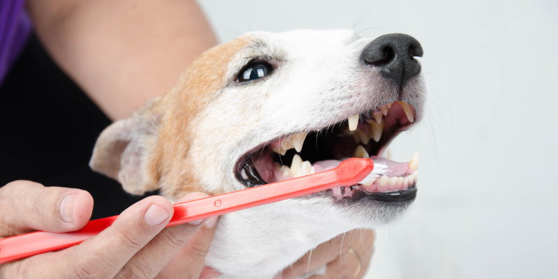 dog, toothbrush, Pet Dental Health Month, veterinary dentistry, at-home dental care, brushing pet's teeth, board-certified veterinary dentist, veterinary dental care, at-home dental care for pets, brushing pets teeth at home, pet owners, pet parents, Animal Emergency & Referral Center of Minnesota, AERC Dentistry & Oral Surgery Service, Twin Cities veterinary dentist, Minnesota veterinary dentist