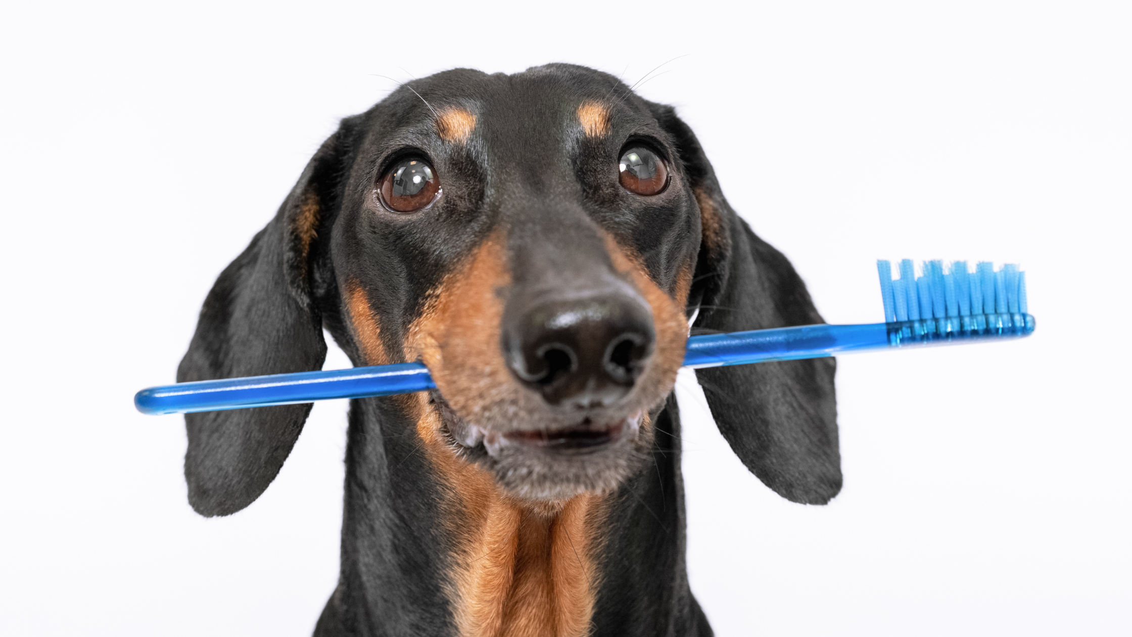 Home Dental Care for Your Cat and Dog | Part I: Why and How Should I Provide At-Home Dental Care?