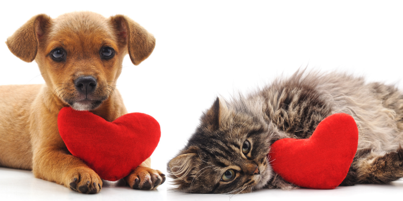 cat, dog, heart toys, heart pillows, pet heart health, heart health, American Heart Month, veterinary cardiology, veterinary medicine, AERC Cardiology Service, Animal Emergency & Referral Center of Minnesota, board-certified veterinary cardiologist, Twin Cities veterinary cardiology, Saint Paul veterinary cardiology, Oakdale veterinary cardiology, cardiology for cats, cardiology for dogs