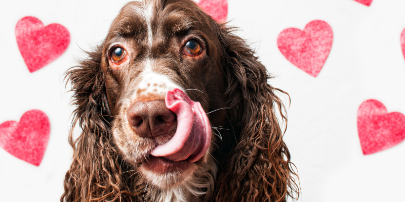 dog, hearts, licking lips, Valentine's Day, Valentine's Day pet dangers, Valentine's Day pet safety, pet owners, pet parents, furry Valentine, valentine's day do's and don'ts for pet parents, pet health, pet safety, pet emergency, Animal Emergency & Referral Center of Minnesota, emergency vet, Twin Cities emergency vet, Saint Paul emergency vet, Oakdale emergency vet, AERCMN, veterinary tips