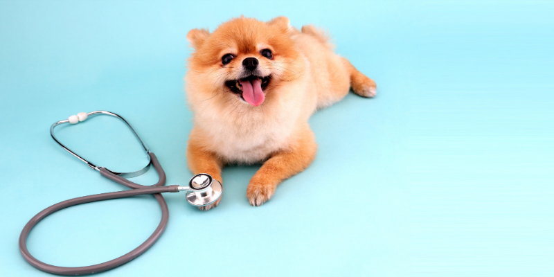 dog, stethoscope, pet heart health, heart health, American Heart Month, veterinary cardiology, veterinary medicine, AERC Cardiology Service, Animal Emergency & Referral Center of Minnesota, board-certified veterinary cardiologist, Twin Cities veterinary cardiology, Saint Paul veterinary cardiology, Oakdale veterinary cardiology, cardiology for cats, cardiology for dogs