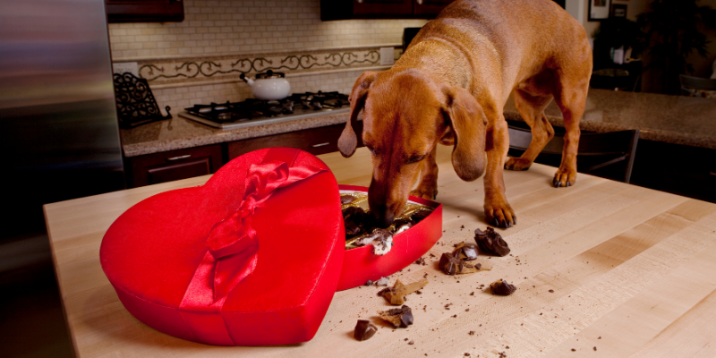 dog, chocolates, chocolate toxicity, Valentine's Day, Valentine's Day pet dangers, Valentine's Day pet safety, pet owners, pet parents, furry Valentine, valentine's day do's and don'ts for pet parents, pet health, pet safety, pet emergency, Animal Emergency & Referral Center of Minnesota, emergency vet, Twin Cities emergency vet, Saint Paul emergency vet, Oakdale emergency vet, AERCMN, veterinary tips