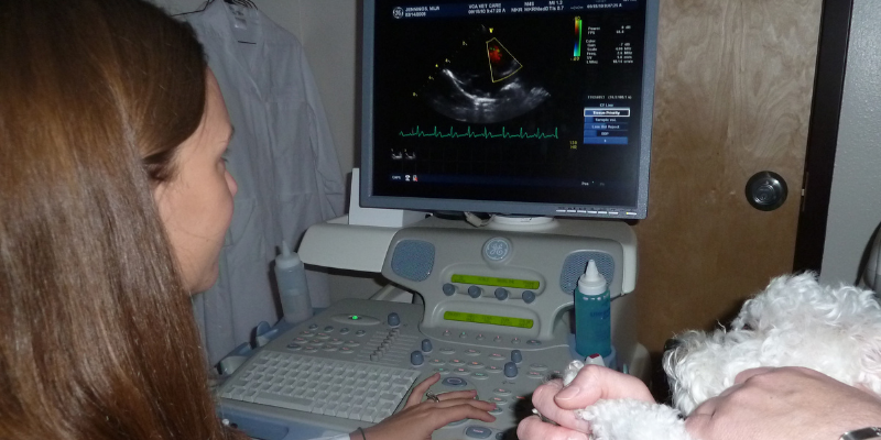 echocardiogram, dog, pet heart health, heart health, American Heart Month, veterinary cardiology, veterinary medicine, AERC Cardiology Service, Animal Emergency & Referral Center of Minnesota, board-certified veterinary cardiologist, Twin Cities veterinary cardiology, Saint Paul veterinary cardiology, Oakdale veterinary cardiology, cardiology for cats, cardiology for dogs
