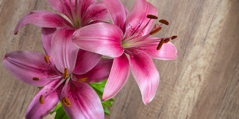 lilies, Valentine's Day flowers, toxic flowers, Valentine's Day, Valentine's Day pet dangers, Valentine's Day pet safety, pet owners, pet parents, furry Valentine, valentine's day do's and don'ts for pet parents, pet health, pet safety, pet emergency, Animal Emergency & Referral Center of Minnesota, emergency vet, Twin Cities emergency vet, Saint Paul emergency vet, Oakdale emergency vet, AERCMN, veterinary tips