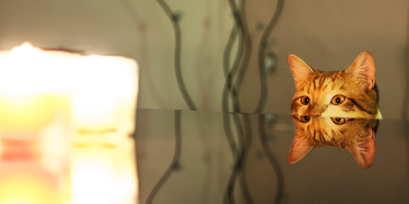 cat, candle, pet dangers, Valentine's Day, Valentine's Day pet dangers, Valentine's Day pet safety, pet owners, pet parents, furry Valentine, valentine's day do's and don'ts for pet parents, pet health, pet safety, pet emergency, Animal Emergency & Referral Center of Minnesota, emergency vet, Twin Cities emergency vet, Saint Paul emergency vet, Oakdale emergency vet, AERCMN, veterinary tips