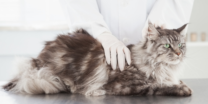 cat, veterinary, heart exam, pet heart health, heart health, American Heart Month, veterinary cardiology, veterinary medicine, AERC Cardiology Service, Animal Emergency & Referral Center of Minnesota, board-certified veterinary cardiologist, Twin Cities veterinary cardiology, Saint Paul veterinary cardiology, Oakdale veterinary cardiology, cardiology for cats, cardiology for dogs