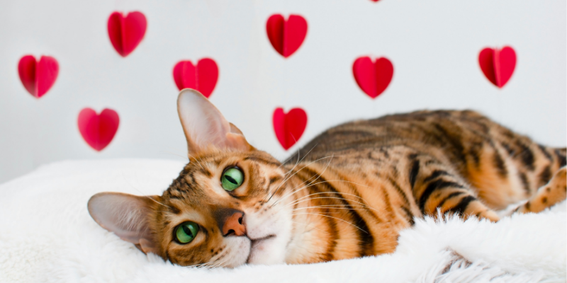 cat, hearts, Valentine cat, Valentine's Day, Valentine's Day pet dangers, Valentine's Day pet safety, pet owners, pet parents, furry Valentine, valentine's day do's and don'ts for pet parents, pet health, pet safety, pet emergency, Animal Emergency & Referral Center of Minnesota, emergency vet, Twin Cities emergency vet, Saint Paul emergency vet, Oakdale emergency vet, AERCMN, veterinary tips