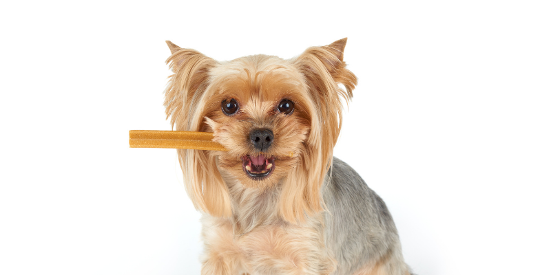 dog, dental chew, toothbrush, Pet Dental Health Month, veterinary dentistry, at-home dental care, brushing pet's teeth, board-certified veterinary dentist, veterinary dental care, at-home dental care for pets, brushing pets teeth at home, pet owners, pet parents, Animal Emergency & Referral Center of Minnesota, AERC Dentistry & Oral Surgery Service, Twin Cities veterinary dentist, Minnesota veterinary dentist, advanced dental tips