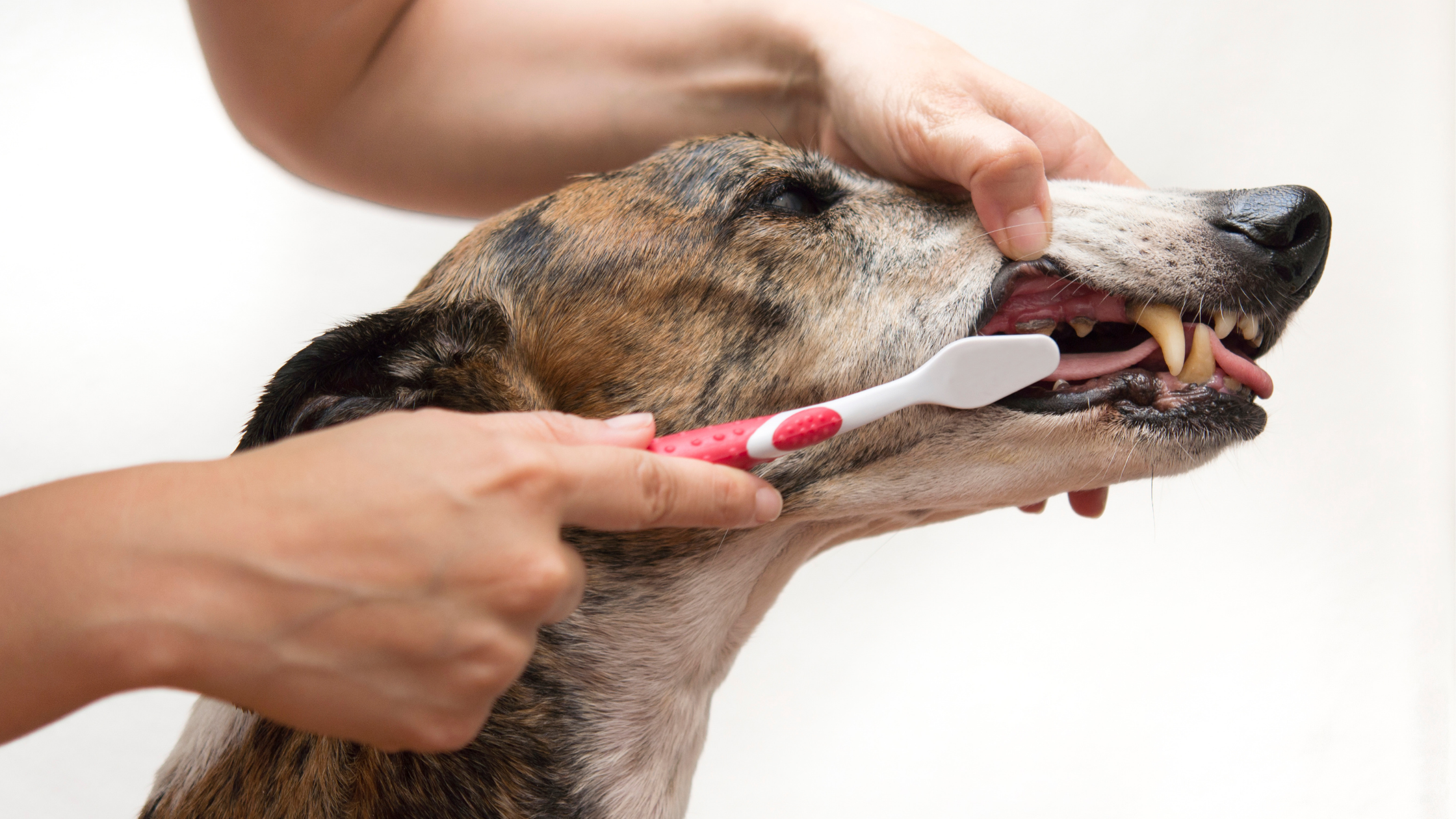 Home Dental Care for Your Cat and Dog | Part III: Advanced Tips for Dental Care