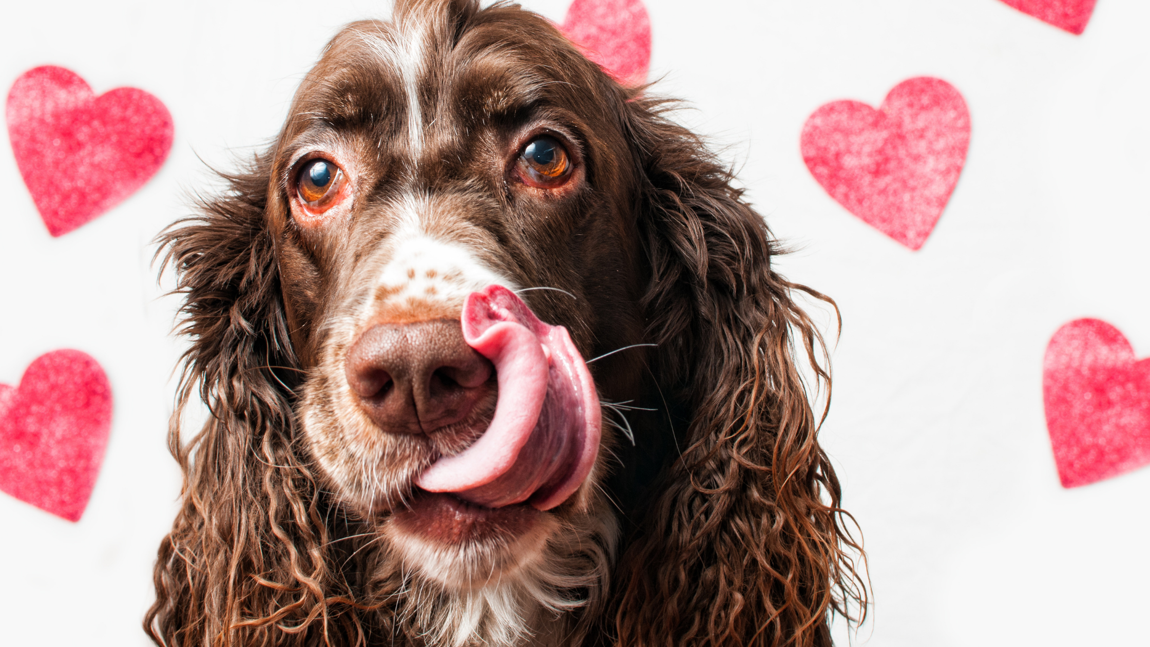 Valentine’s Day Do’s and Don’ts for Pet Parents